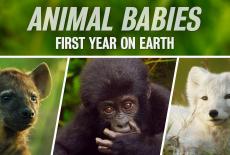 Animal Babies: First Year on Earth: show-mezzanine16x9