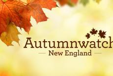Autumnwatch New England: show-mezzanine16x9