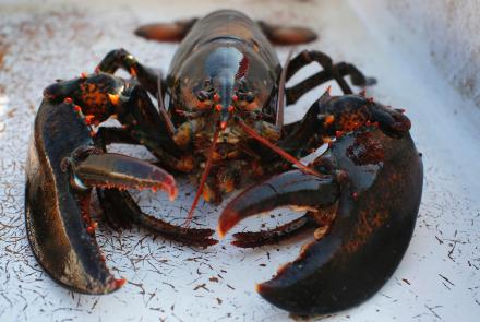 How rising water temperatures could end Maine's lobster boom: asset-mezzanine-16x9
