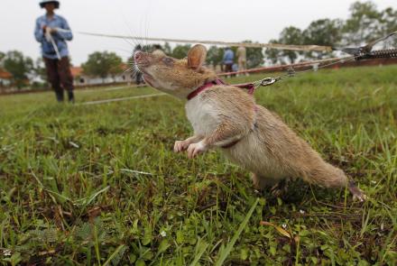 How giant African rats are finding land mines in Cambodia: asset-mezzanine-16x9