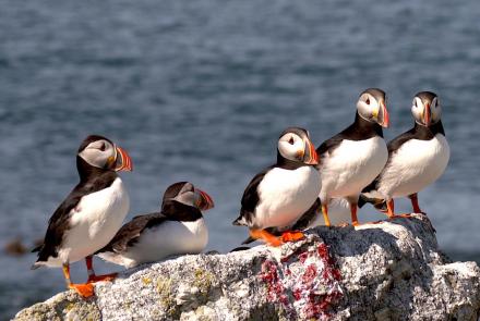 As Maine's waters warm, vulnerable puffins face new threat: asset-mezzanine-16x9