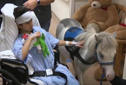 Small but mighty miniature horses offer therapy and hope: asset-mezzanine-16x9