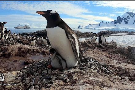 What these Antarctic penguins tell us about climate change: asset-mezzanine-16x9