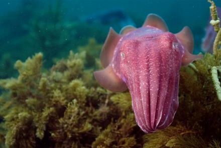 Giant Cuttlefish in the Spencer Gulf: asset-mezzanine-16x9