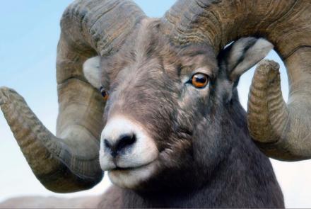 Head Banging Bighorn Sheep of the Rockies: asset-mezzanine-16x9