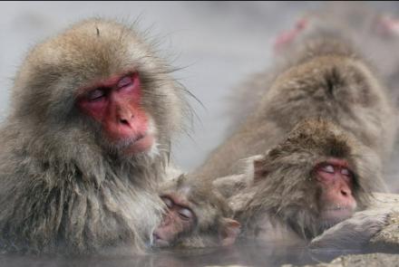 Japanese Snow Monkeys Soak in Hot Springs: asset-mezzanine-16x9