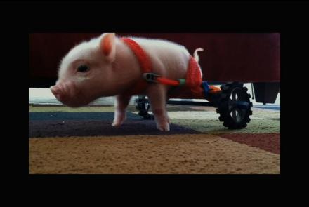 Meet Chris P. Bacon, Pig in a Wheelchair: asset-mezzanine-16x9