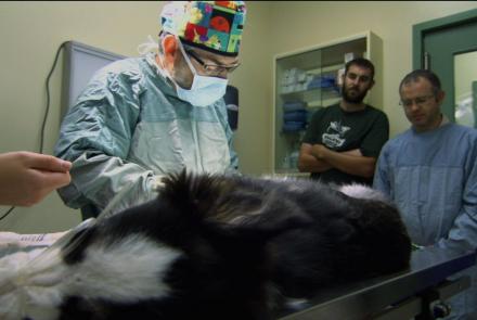 Border Collie Puppy Has Surgery for Prosthetic Legs: asset-mezzanine-16x9