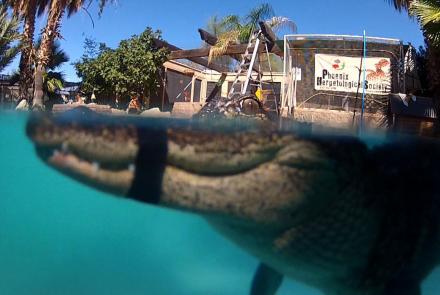 "Mr. Stubbs" Alligator with Prosthetic Tail Learns to Swim: asset-mezzanine-16x9
