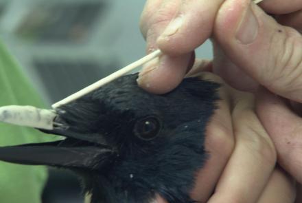 Injured Crow Gets a New Acrylic Beak : asset-mezzanine-16x9