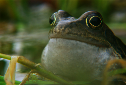 Frog mating season on the Shannon: asset-mezzanine-16x9
