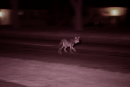 Field Study: The Original Coyote and its Chicagoland habitat: asset-mezzanine-16x9