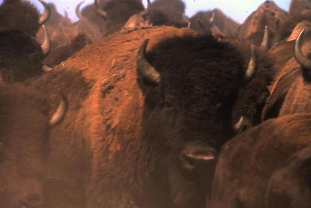 Is There Room for the American Bison in America Anymore?: asset-mezzanine-16x9