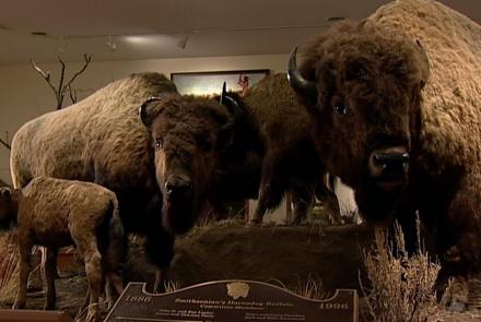 Facing the Storm: Nearing Extinction, the Buffalo Was Hunted: asset-mezzanine-16x9