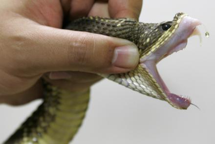 The public health crisis you may not know about: snakebites: asset-mezzanine-16x9