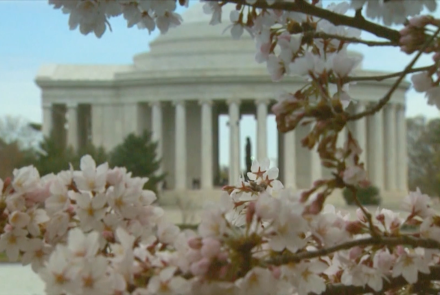 Washington Cherry Blossoms: A Gift of Friendship: asset-mezzanine-16x9