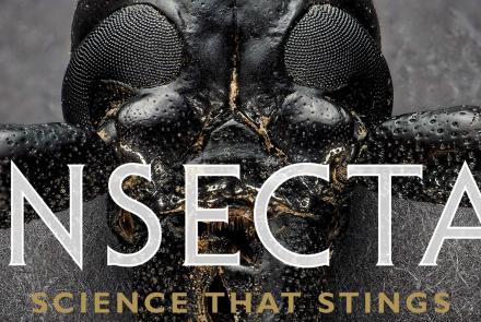 Insecta: Science that Stings: asset-mezzanine-16x9