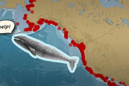 Why Are So Many of Gray Whales Washing Ashore?: asset-mezzanine-16x9