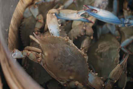 Blue Crabs in Maryland: asset-mezzanine-16x9
