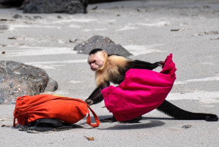 Capuchin Monkeys in Costa Rica Play Tourists for Food: asset-mezzanine-16x9