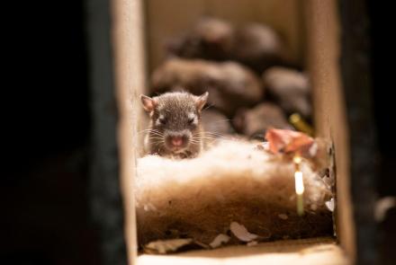 Rats Use Their Skills to Become the Ultimate Urban Animal: asset-mezzanine-16x9