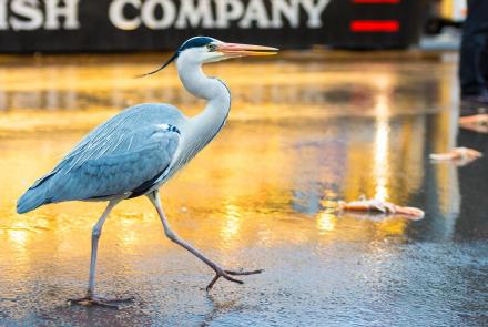 Amsterdam's Herons Find Surprising Ways to Live in the City: asset-mezzanine-16x9