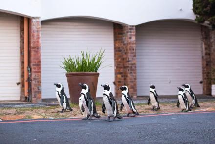 A Waddle of Penguins Head Into Cape Town: asset-mezzanine-16x9