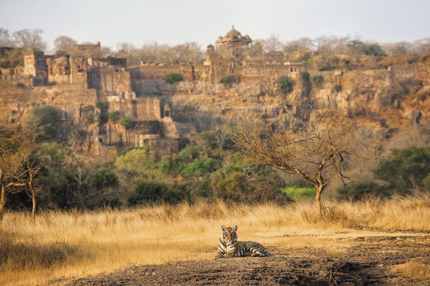 tiger laying down in grassland
